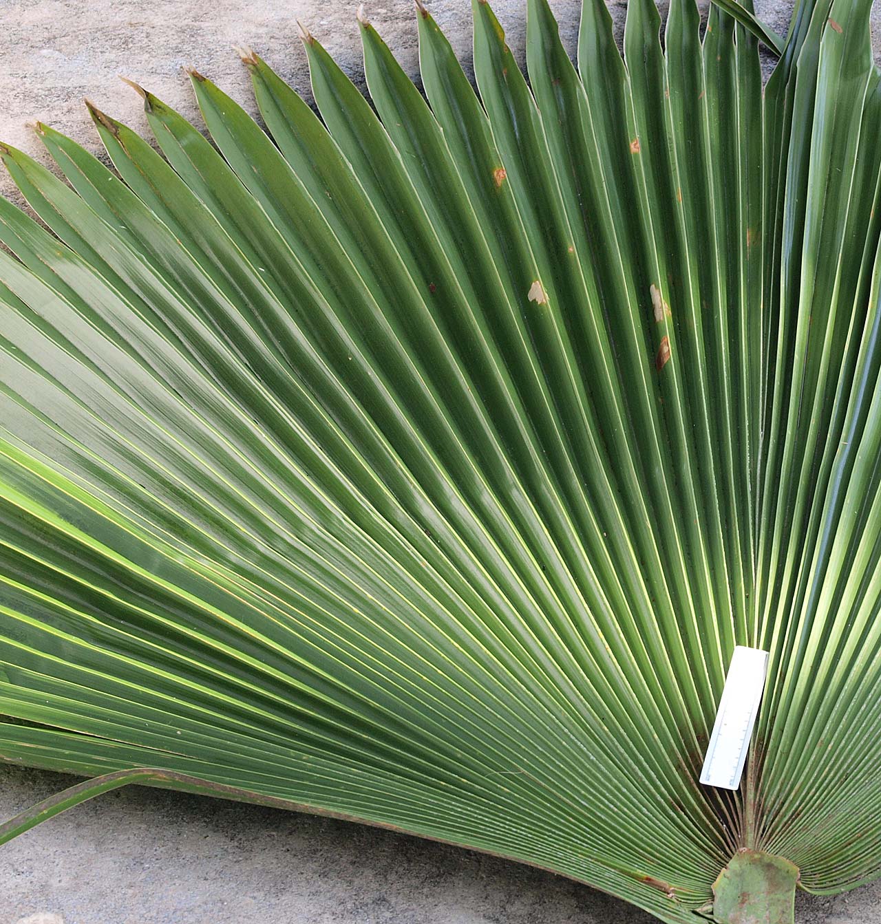   Pritchardia pacifica  leaf blade 