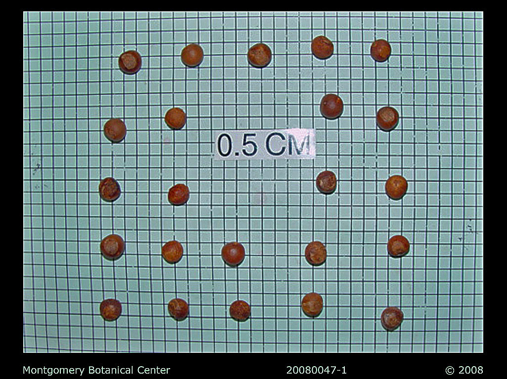   Pritchardia pacifica  seeds. Photograph courtesy of Montgomery Botanical Center  http://www.montgomerybotanical.org/  