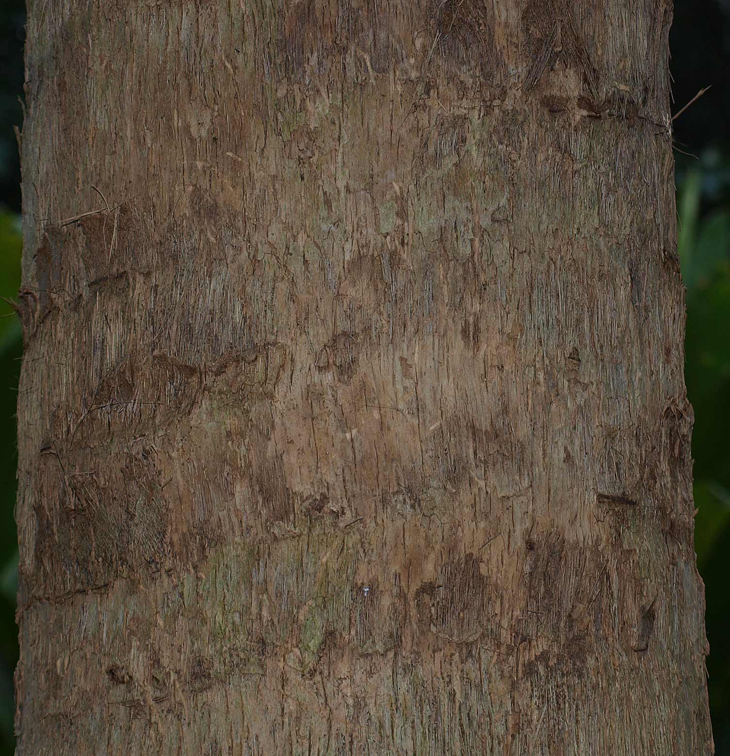   Pritchardia pacifica  stem 