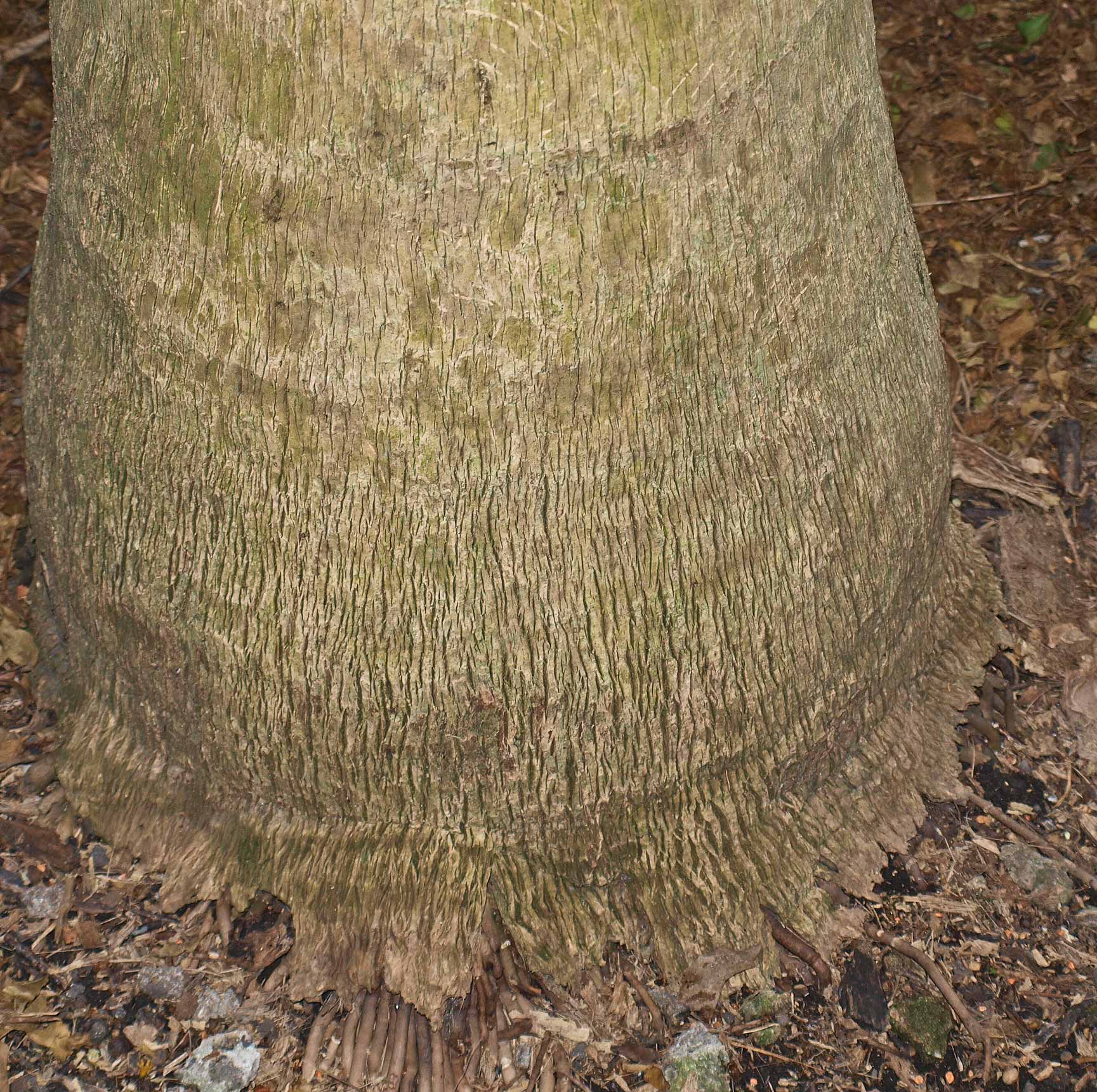   Pritchardia pacifica  base of stem 