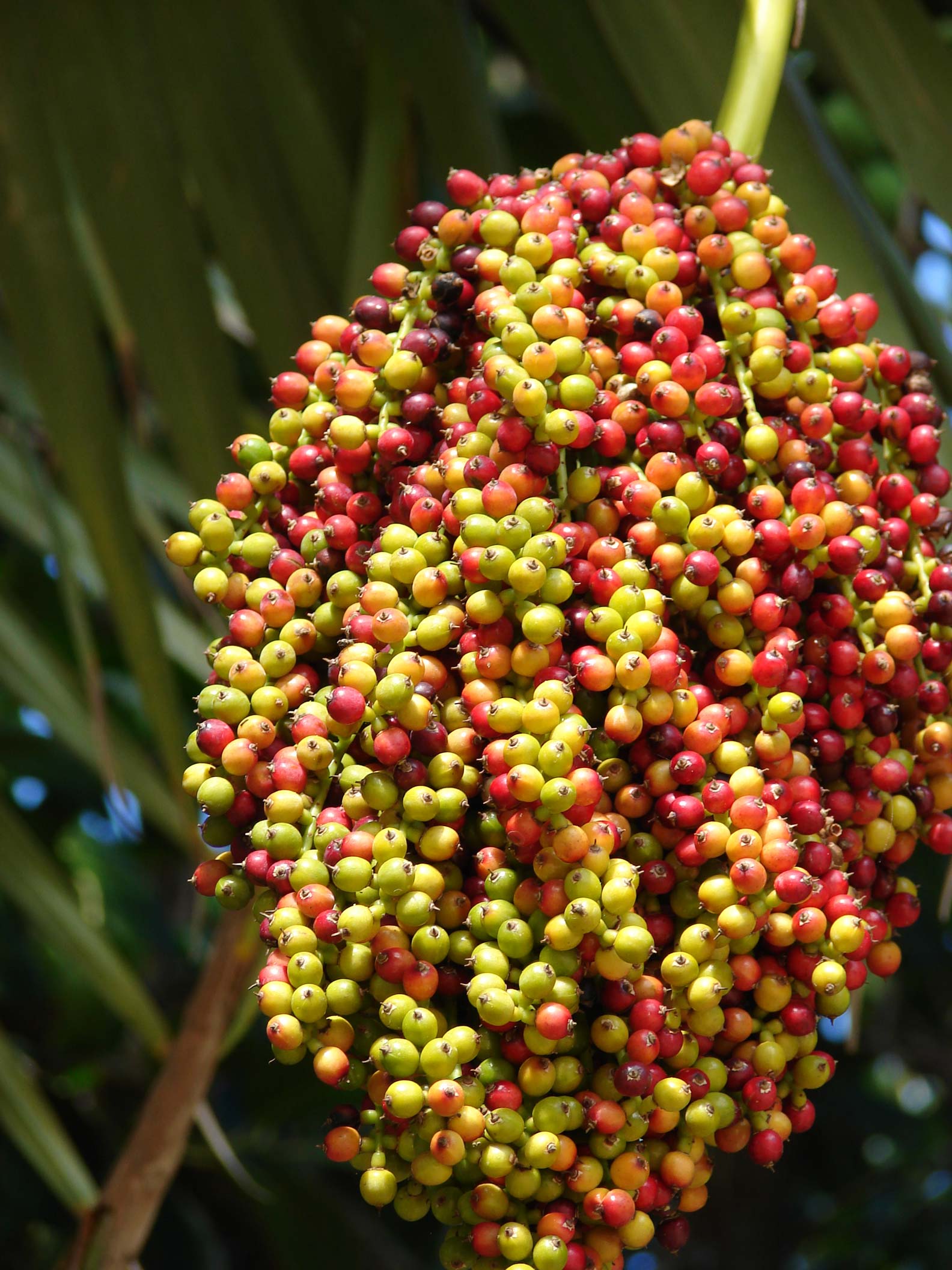   Pritchardia thurstonii  fruit. (Starr Image 061106). Photograph courtesy of Forest amp; Kim Starr,  starrimages@hear.org  