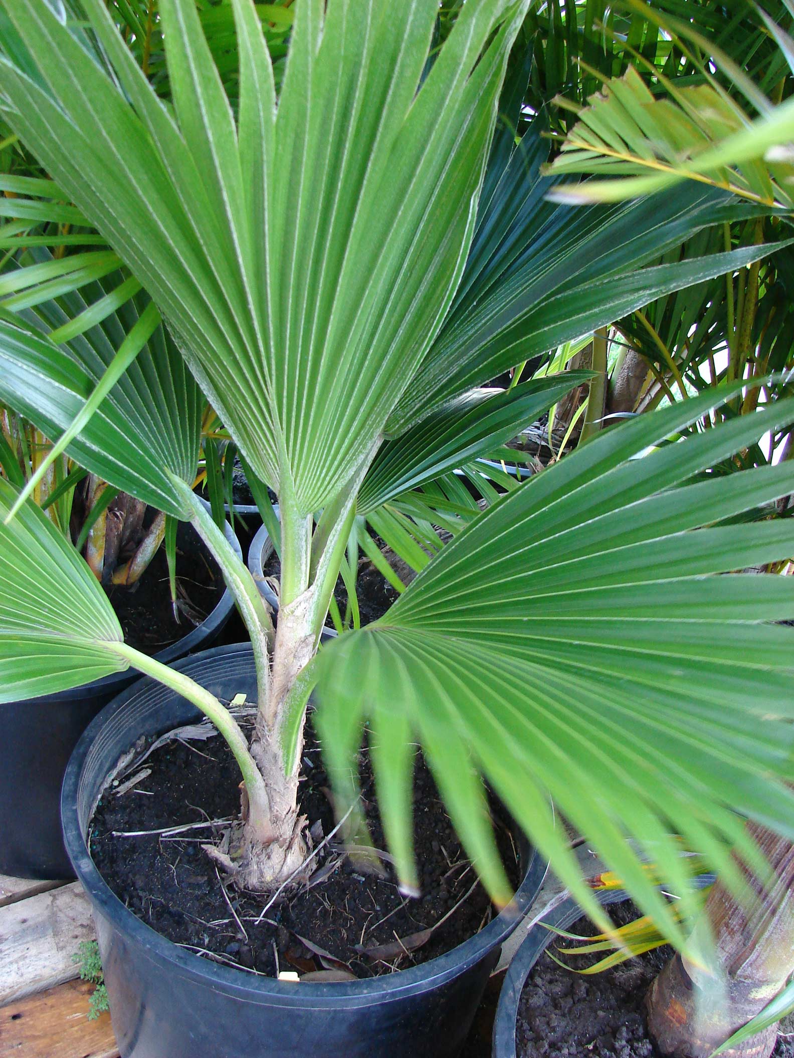   Pritchardia thurstonii  young plant in container. (Starr Image 080103). Photograph courtesy of Forest amp; Kim Starr,  starrimages@hear.org  