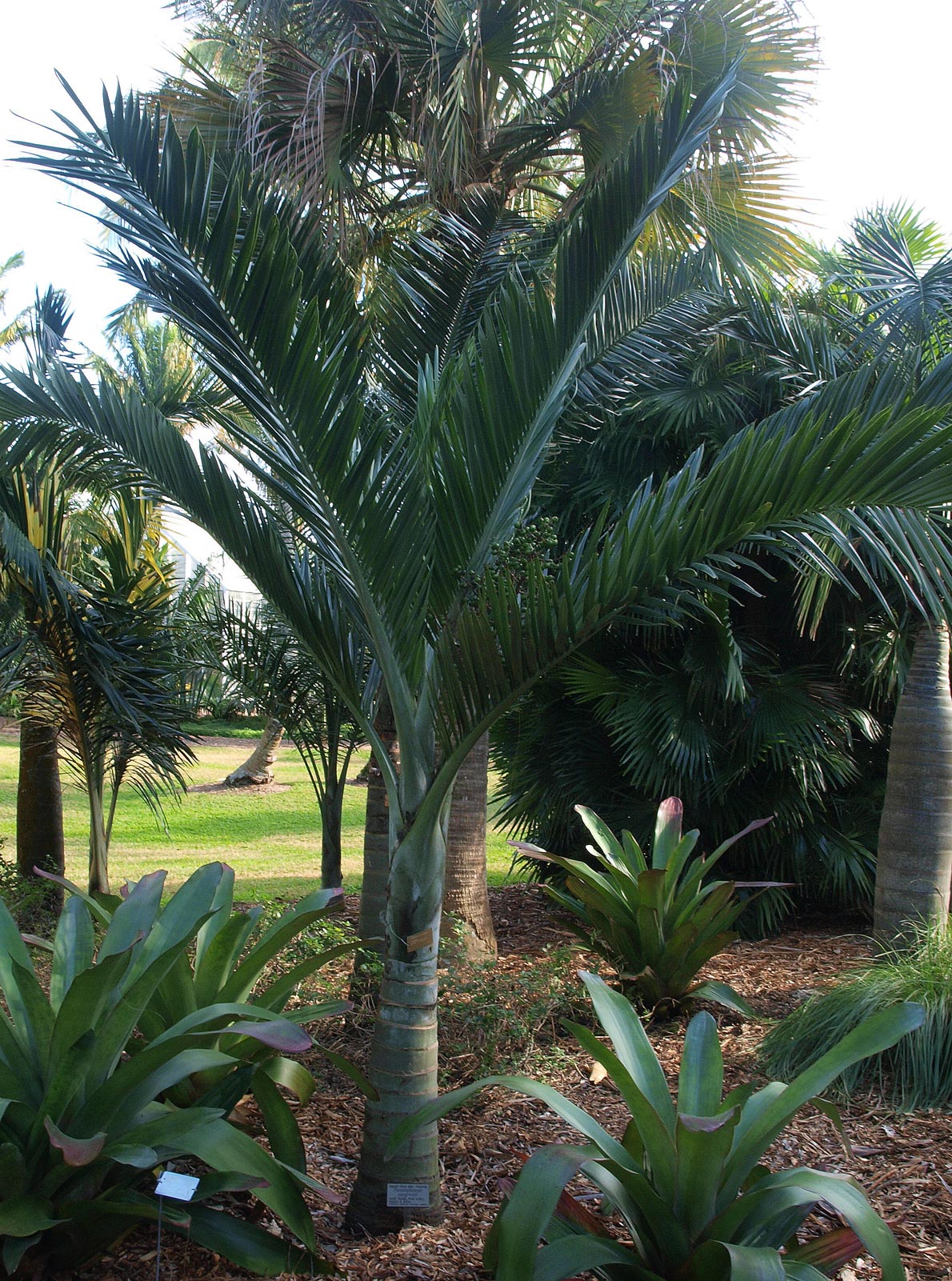   Pseudophoenix sargentii  habit 