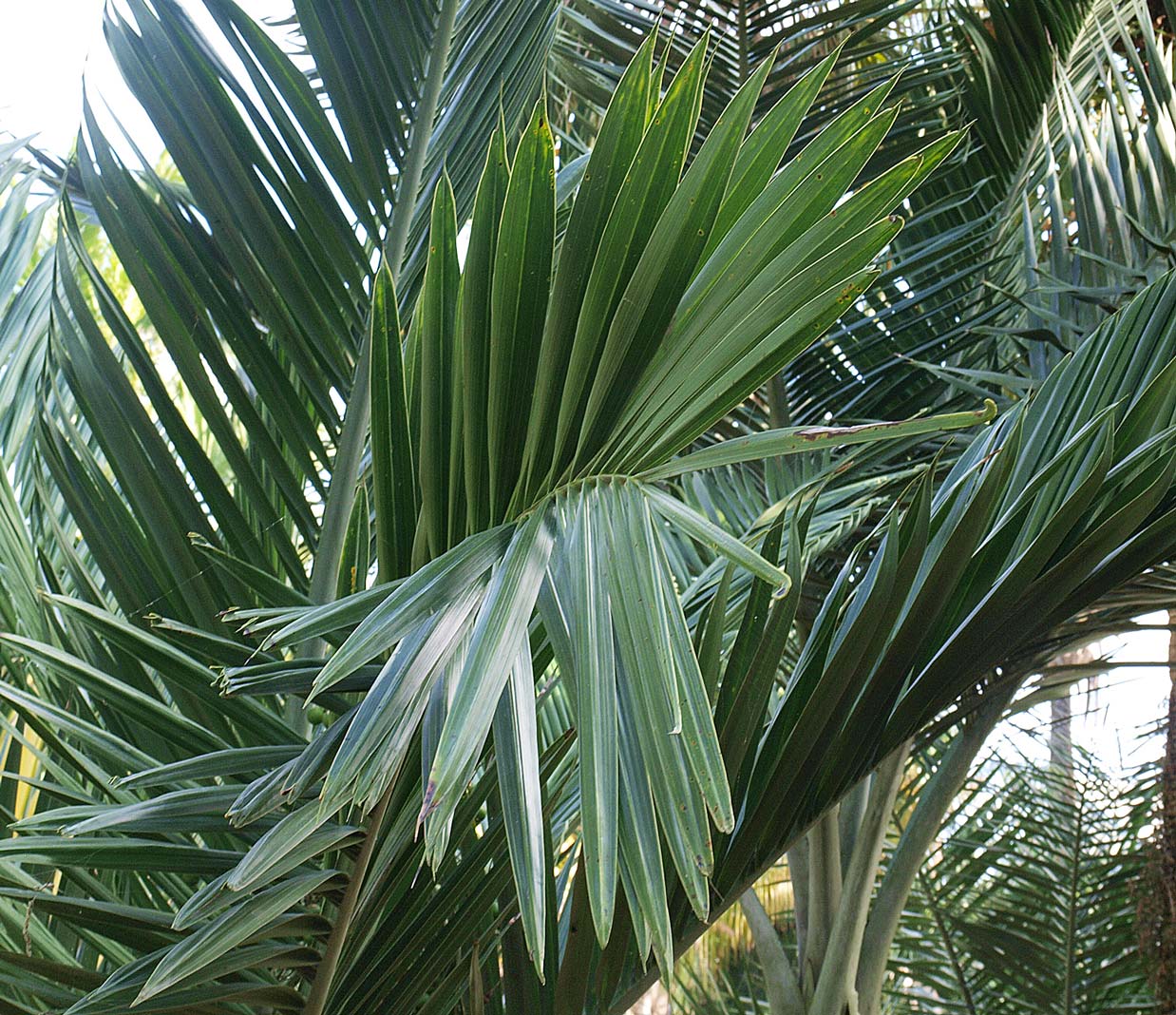   Pseudophoenix sargentii  leaf 