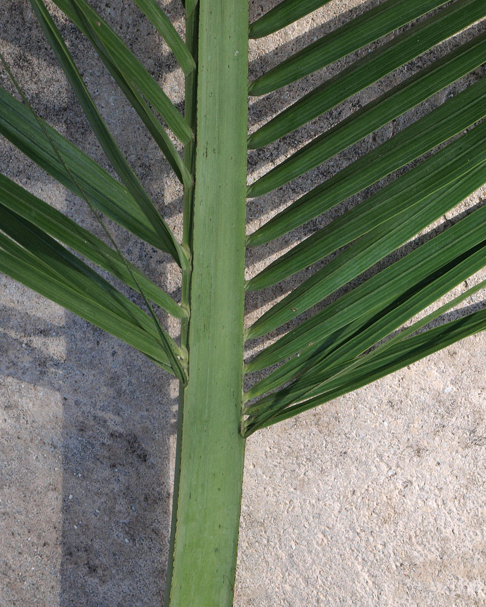   Pseudophoenix sargentii  leaf with basal leaflets 