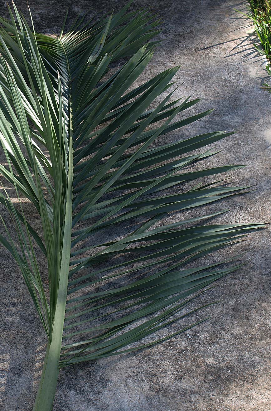   Pseudophoenix sargentii  leaflets 