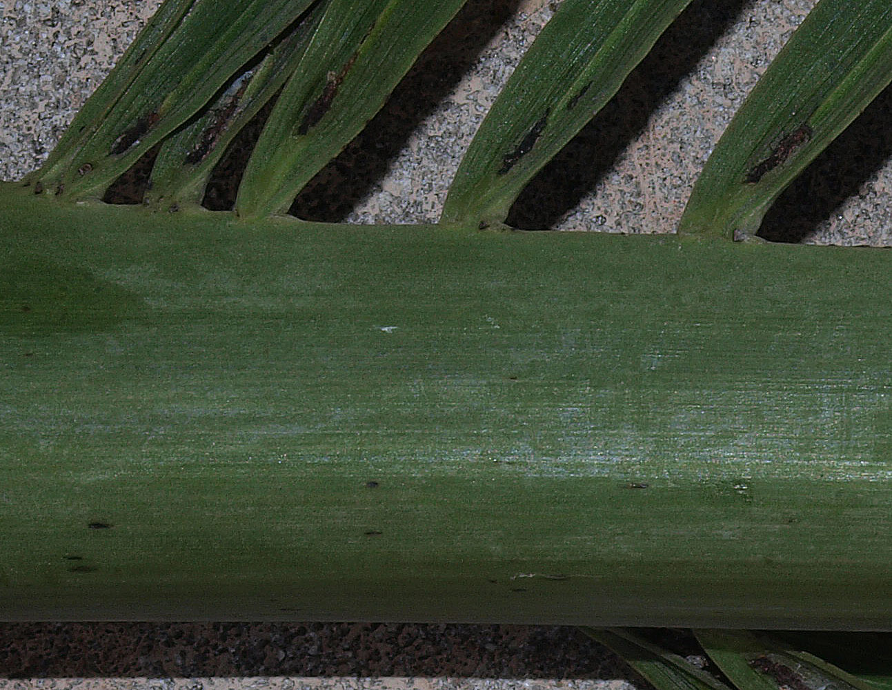   Pseudophoenix sargentii  leaflets with abaxial ramenta 