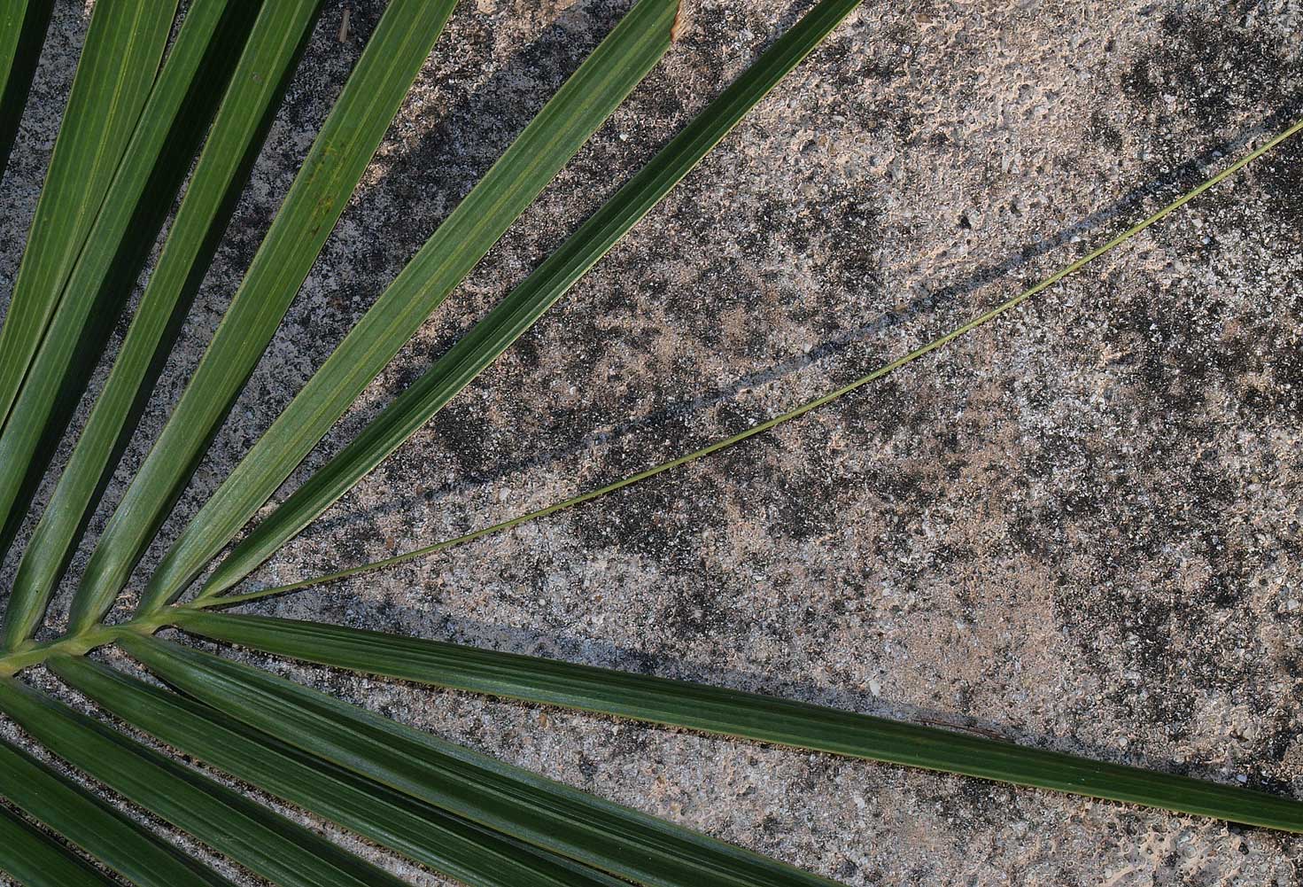   Pseudophoenix sargentii  leaf apex 