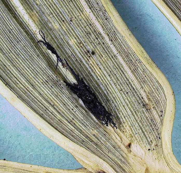   Pseudophoenix sargentii  leaflets with abaxial ramenta (photo of dried specimen) 