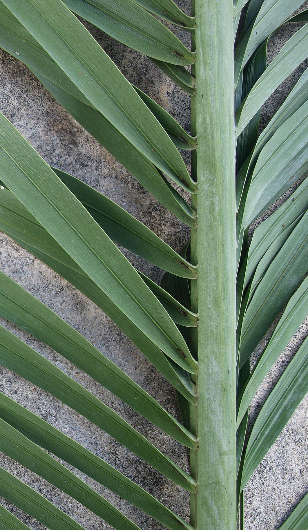   Pseudophoenix sargentii  leaflets with abaxial rachis 