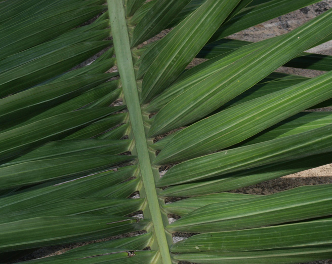   Pseudophoenix sargentii  leaflets with adaxial rachis 