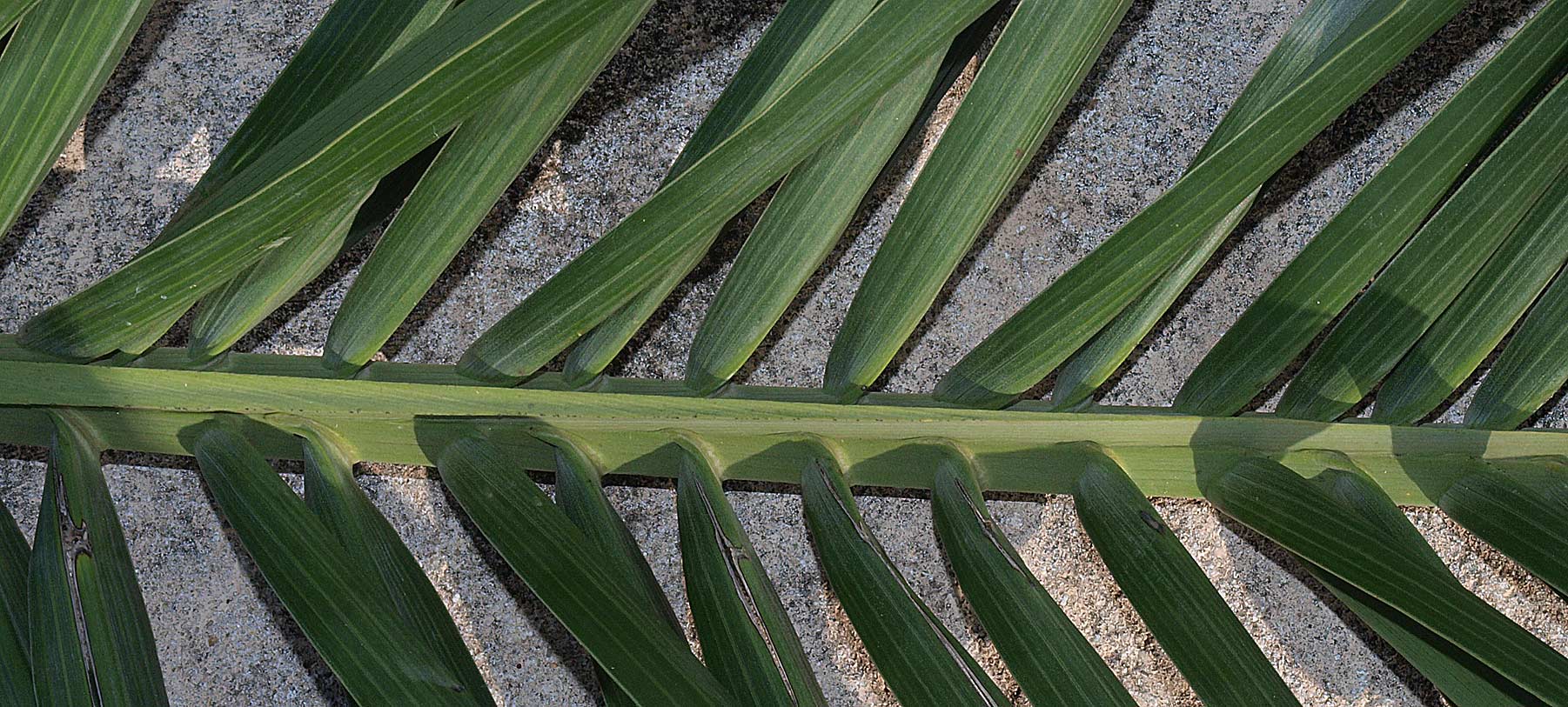   Pseudophoenix sargentii  leaf rachis 