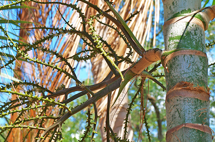   Ptychosperma elegans  stem with leaf scar rings and inflorescence 