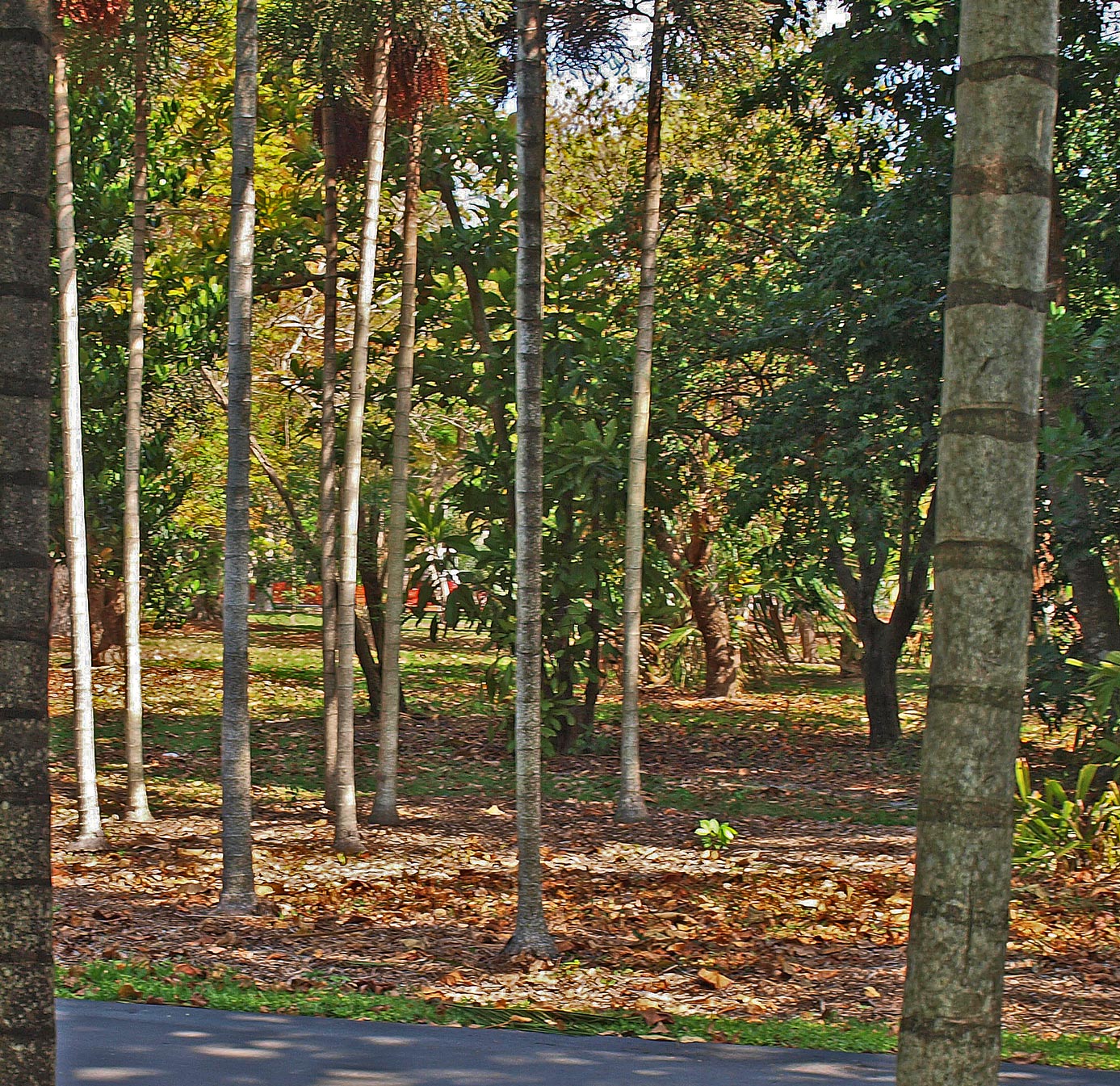   Ptychosperma elegans  habit; several individual palms in landscape 