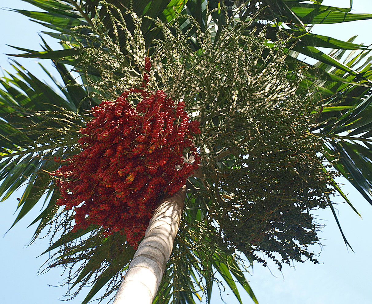   Ptychosperma elegans  with ripe, red fruit 