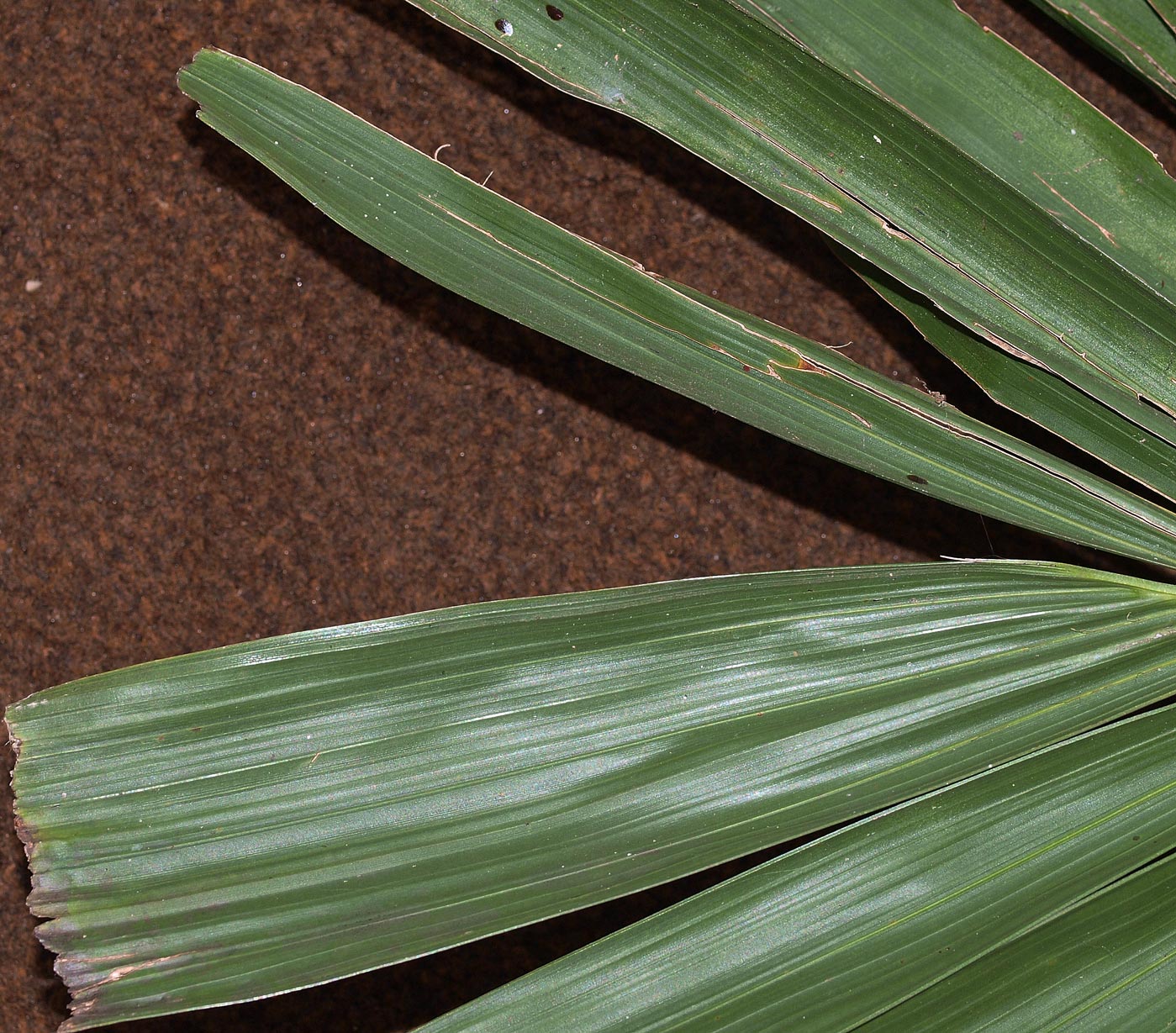   Ptychosperma elegans  apical leaflets 