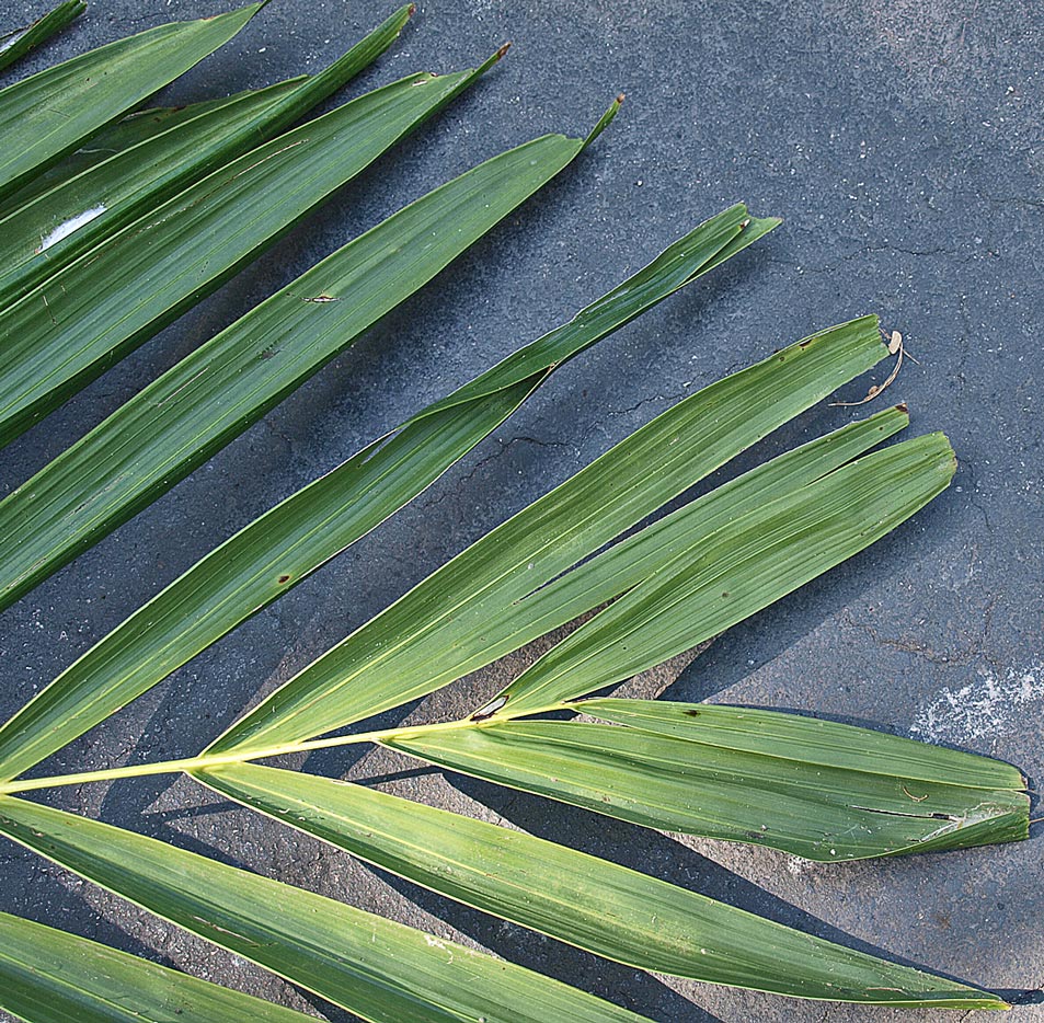   Ptychosperma elegans  leaf with fused apical leaflets 