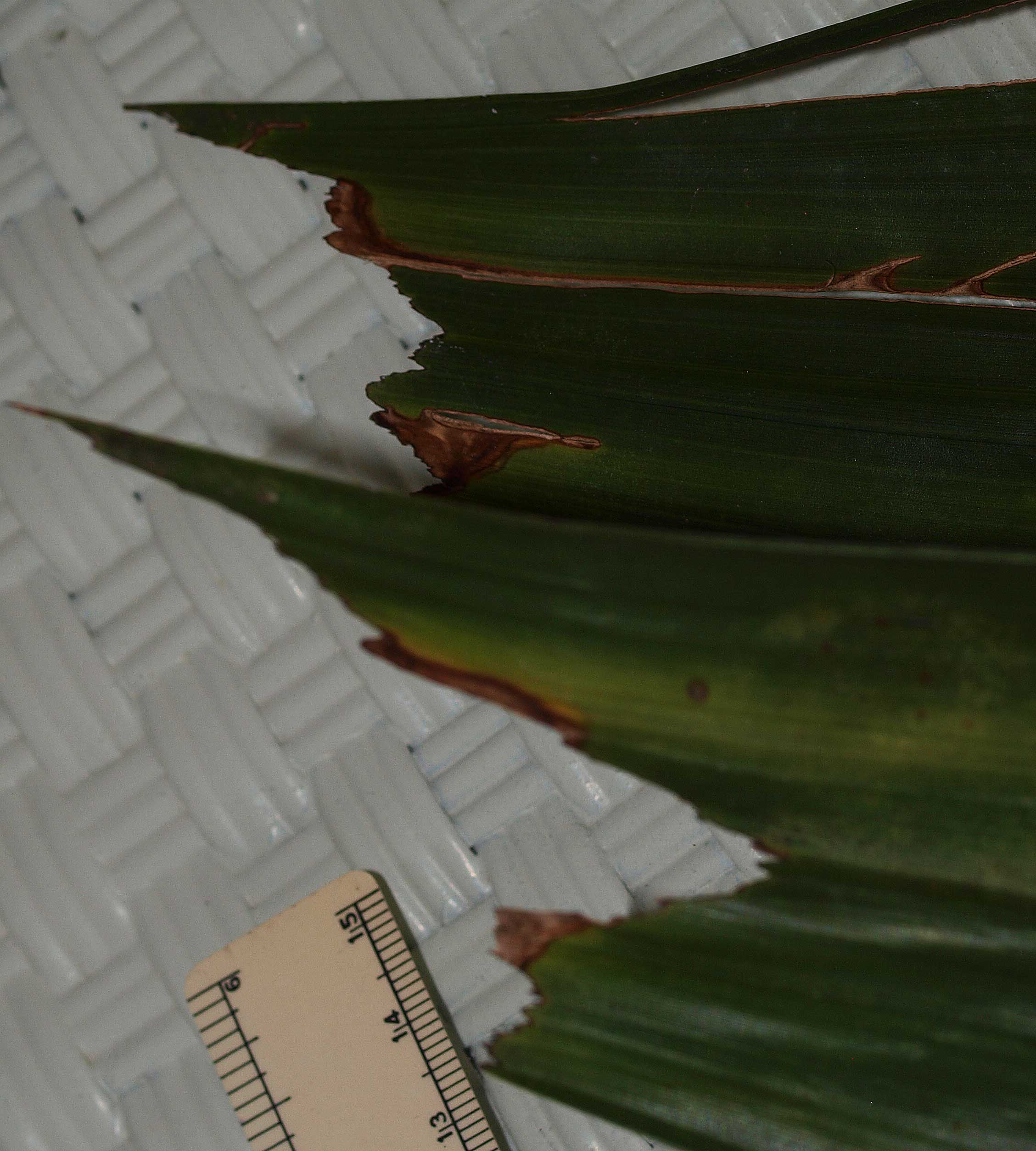   Ptychosperma elegans  praemorse leaflet tips 
