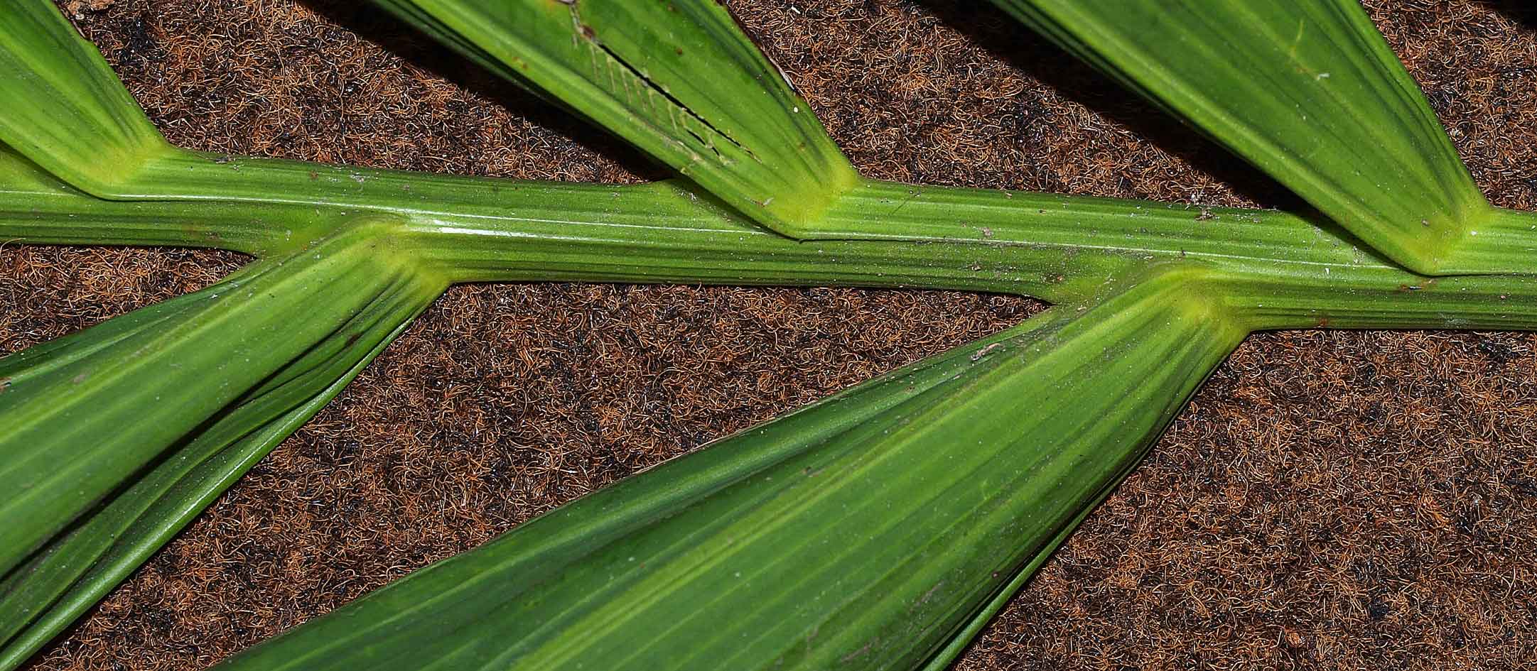   Ptychosperma elegans  rachis with leaflet attachment 