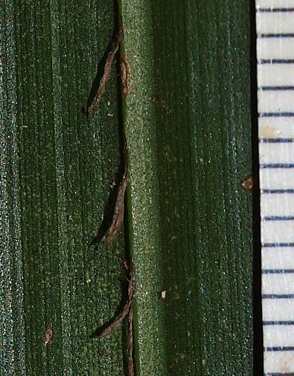   Ptychosperma elegans  closer view of ramenta along midrib (mm scale) 