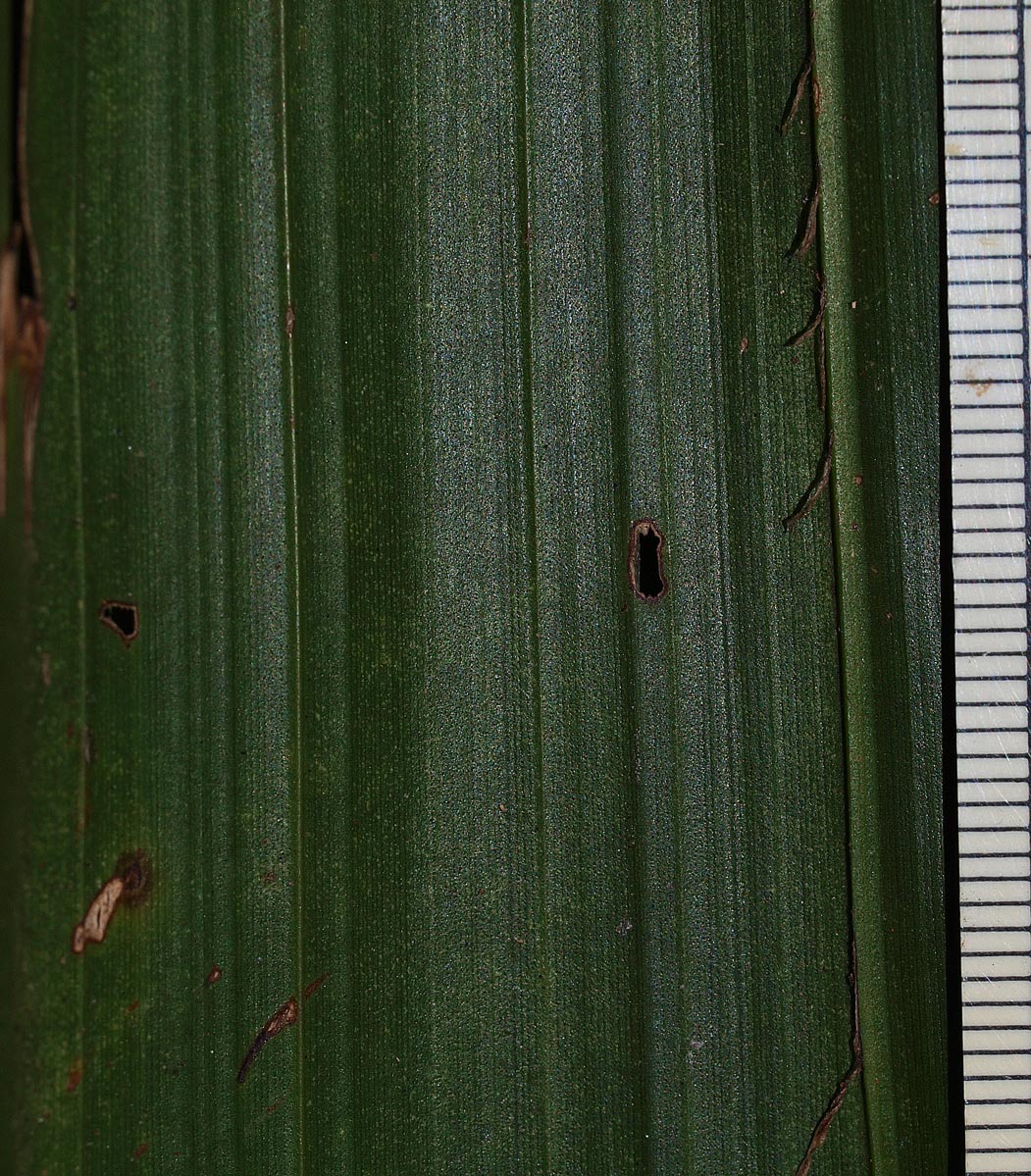   Ptychosperma elegans  with ramenta along midrib 