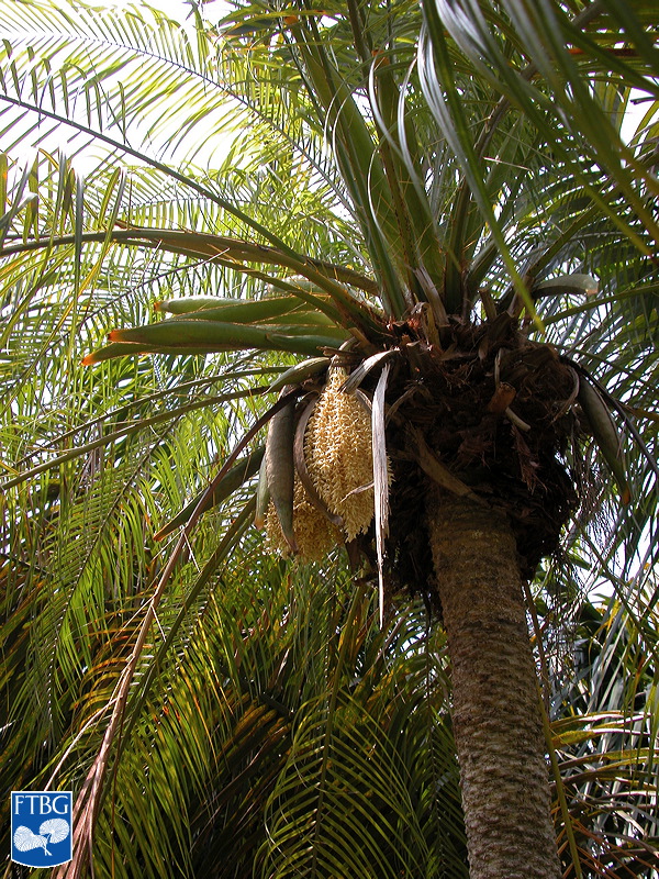   Phoenix roebelenii  older individual with stem and leaf canopy. Photograph courtesy of Fairchild Tropical Botanical Garden, Guide to Palms  http://palmguide.org/index.php  