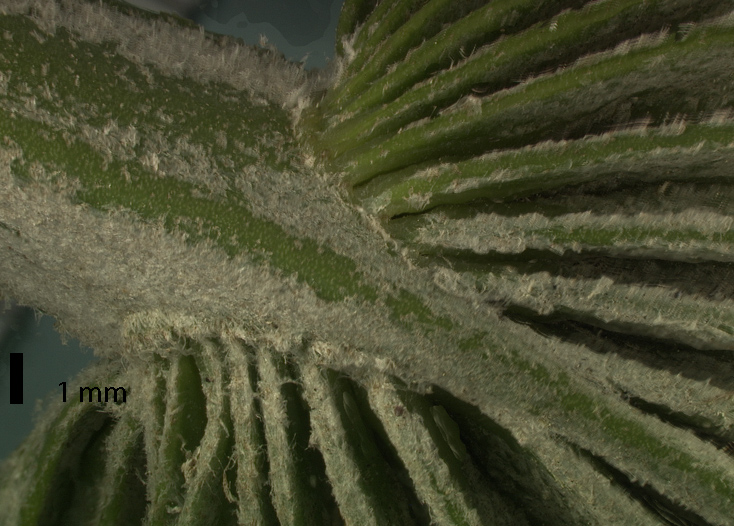   Rhapidophyllum hystrix  abaxial view of 