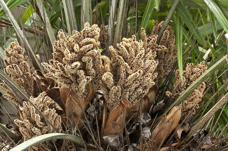   Rhapidophyllum hystrix  male inflorescence protected by 