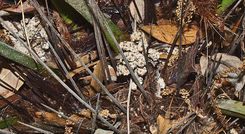   Rhapidophyllum hystrix  inflorescence protected by 