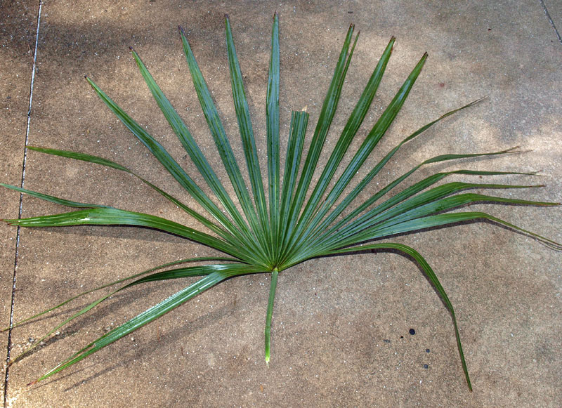   Rhapidophyllum hystrix  leaf 