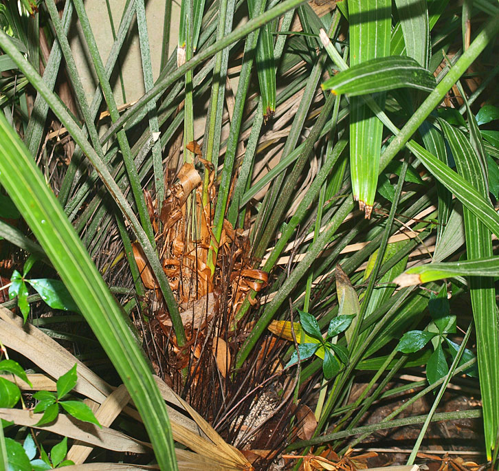   Rhapidophyllum hystrix  leaf bases, petioles and spines 