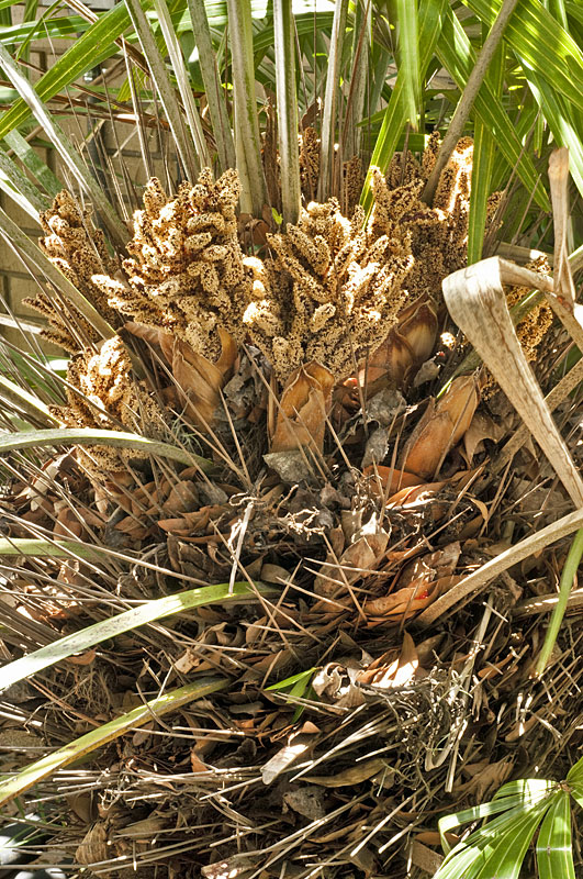   Rhapidophyllum hystrix  leaf bases, petioles and spines with male inflorescence 