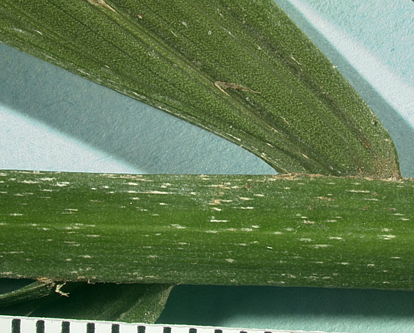   Ravenea rivularis  rachis and leaflet with tan ramenta (mm scale) 