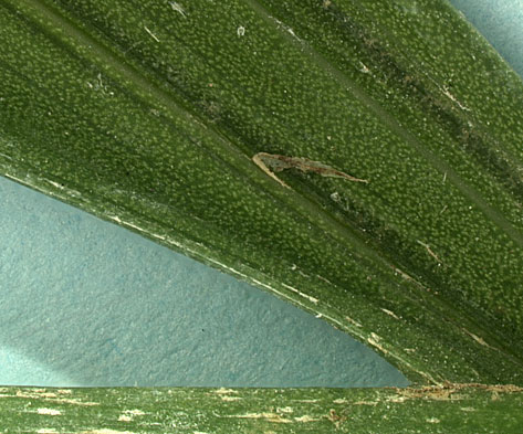   Ravenea rivularis  closer view of leaflet undersurface with tan ramenta (mm scale) 