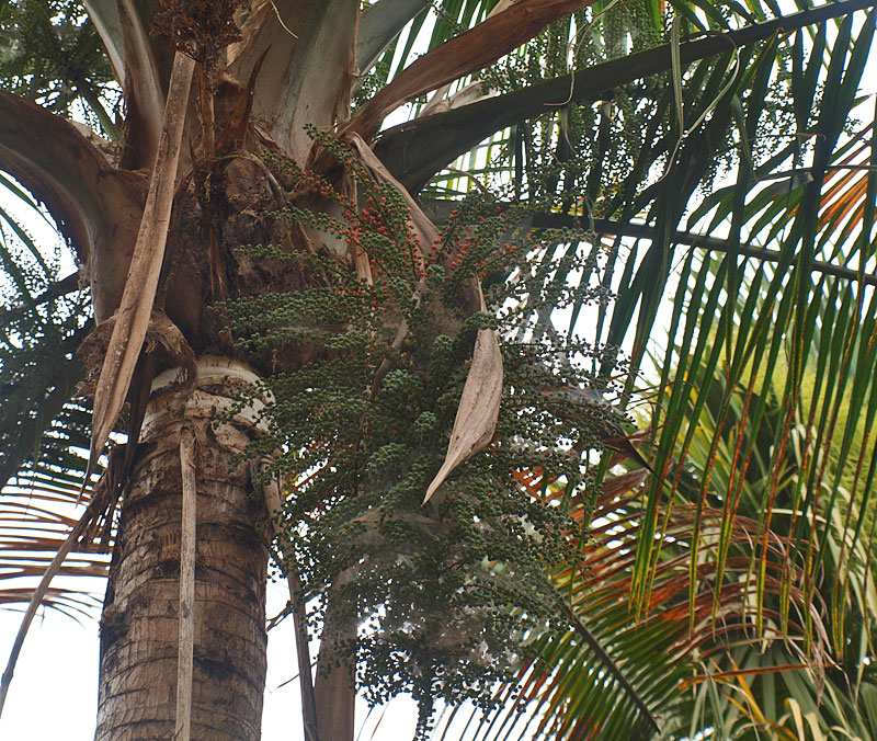   Ravenea rivularis  inflorescence with developing fruit 