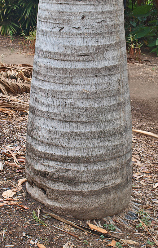   Ravenea rivularis  stem with leaf scars 