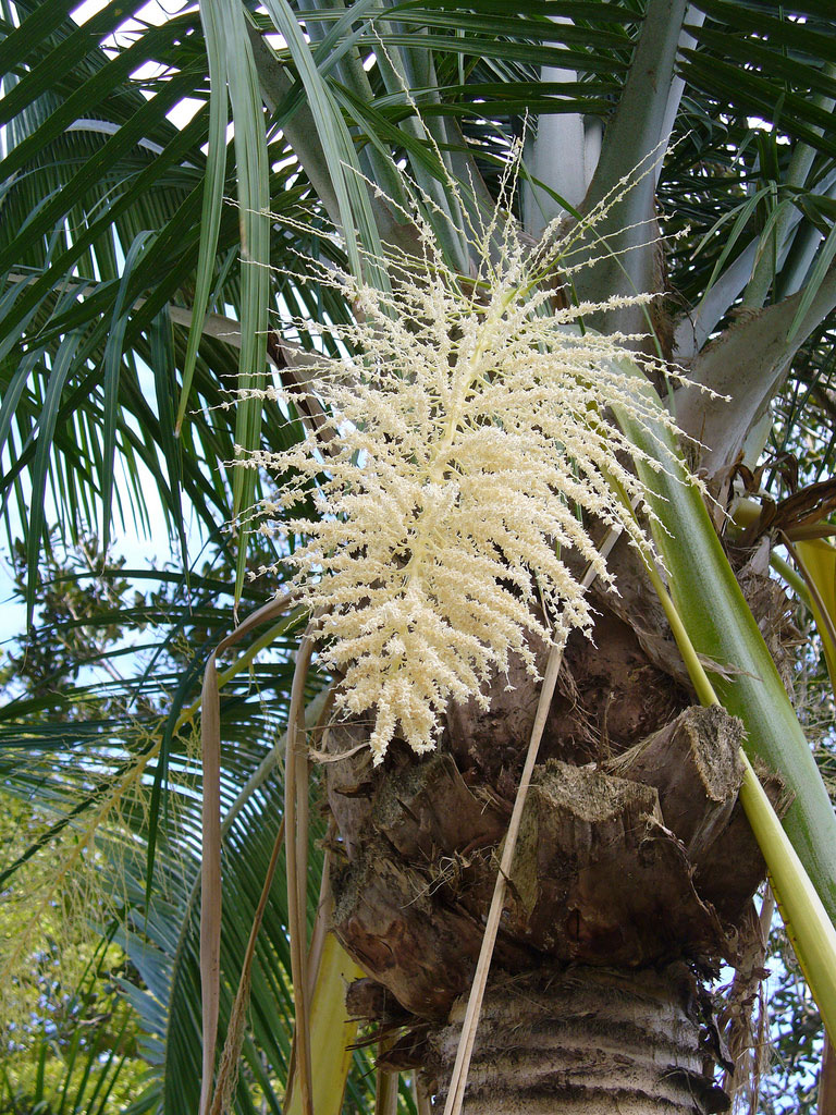   Ravenea rivularis  inflorescence.Photograph courtesy of Scott Zona. 