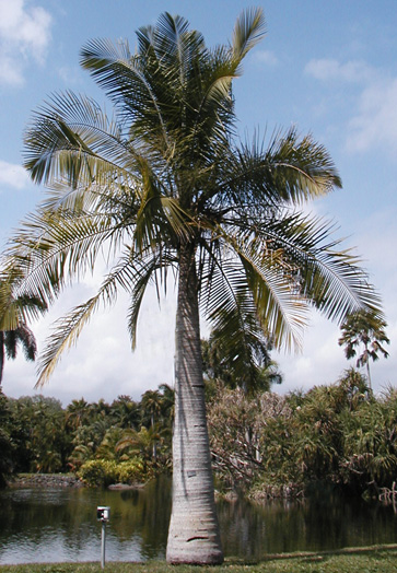   Ravenea rivularis  habit 