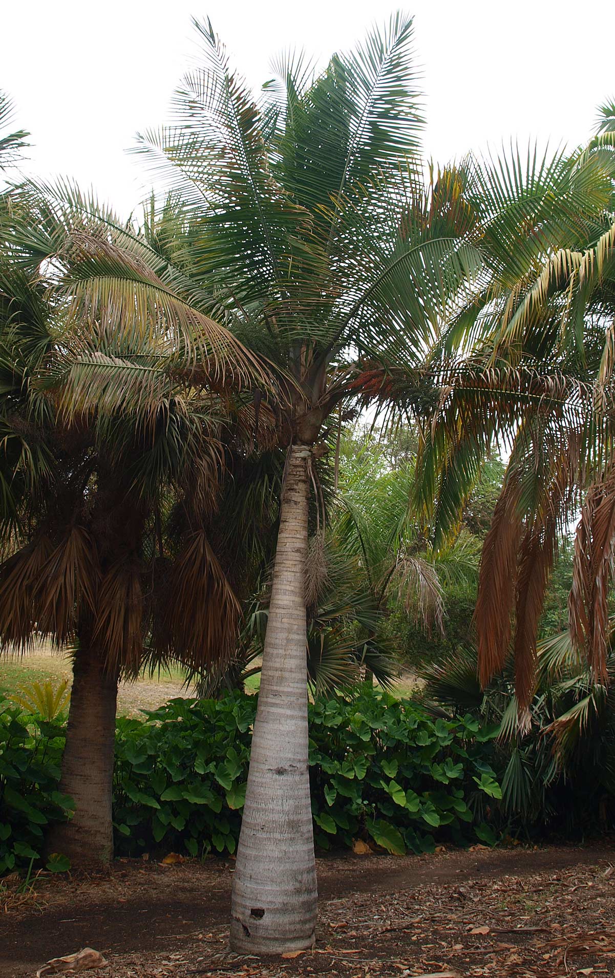   Ravenea rivularis  habit of young plant 