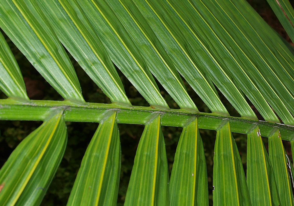   Ravenea rivularis  new leaf rachis and leaflets 