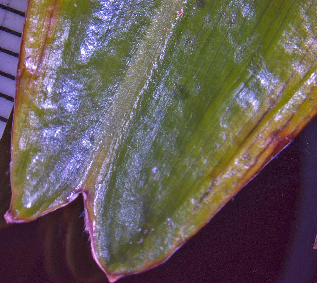   Rhapidophyllum hystrix  leaflet tip (mm scale) 