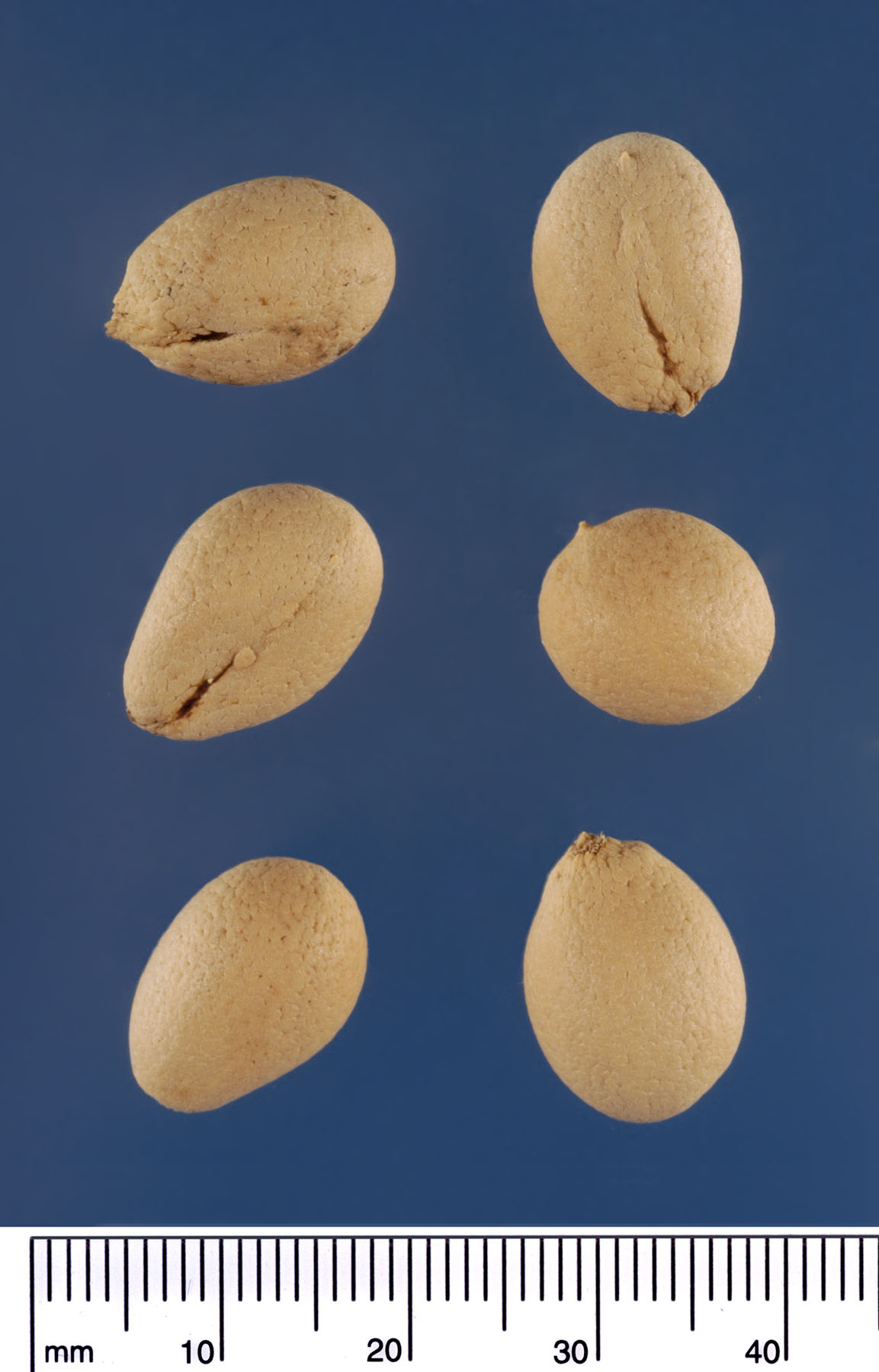   Rhapidophyllum hystrix  seeds .  Photograph courtesy of Mariana P. Beckman, DPI 