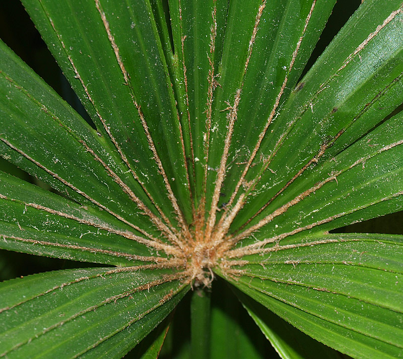   Rhapis excelsa  adaxial leaf surface 
