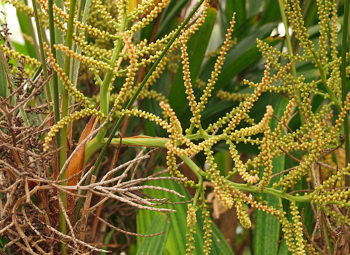   Rhapis excelsa  inflorescence 