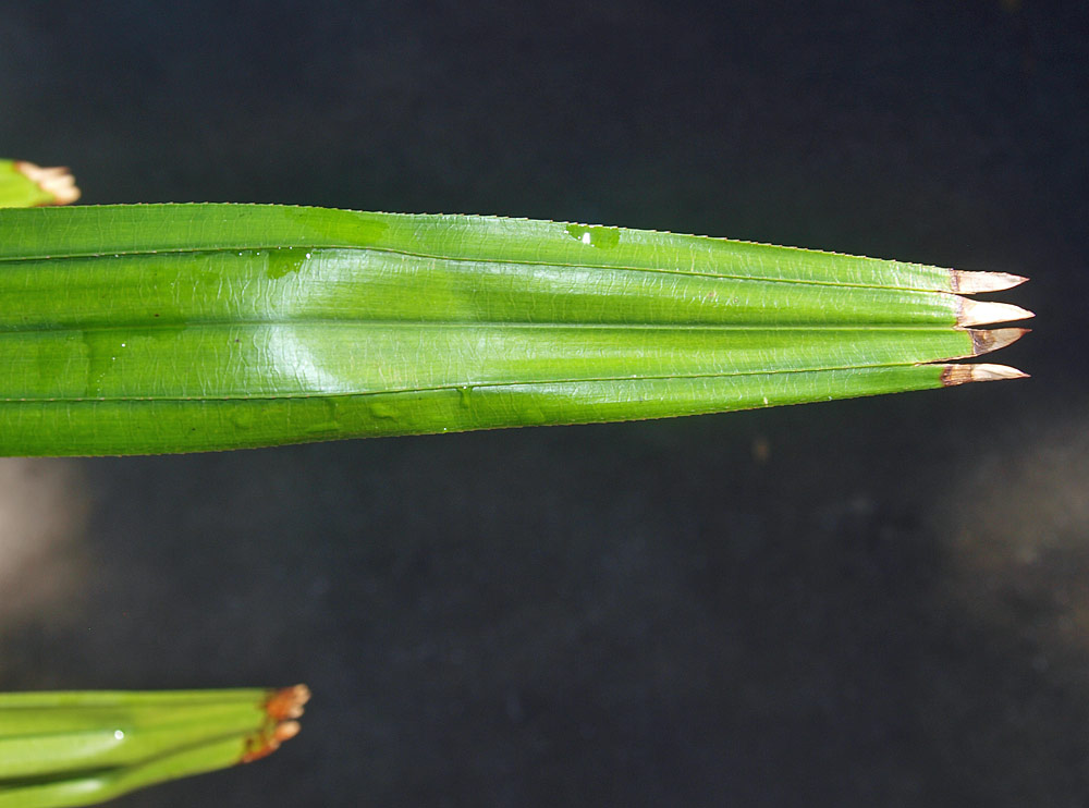   Rhapis excelsa  leaf segment tips 