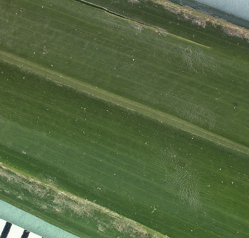   Rhapis excelsa  leaf segment abaxial surface with midvein 