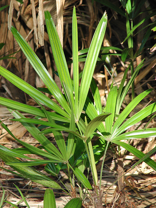   Rhapis excelsa  leaves. (Starr Image 080418-4216). Photograph courtesy of Forest amp; Kim Starr,  starrimages@hear.org  