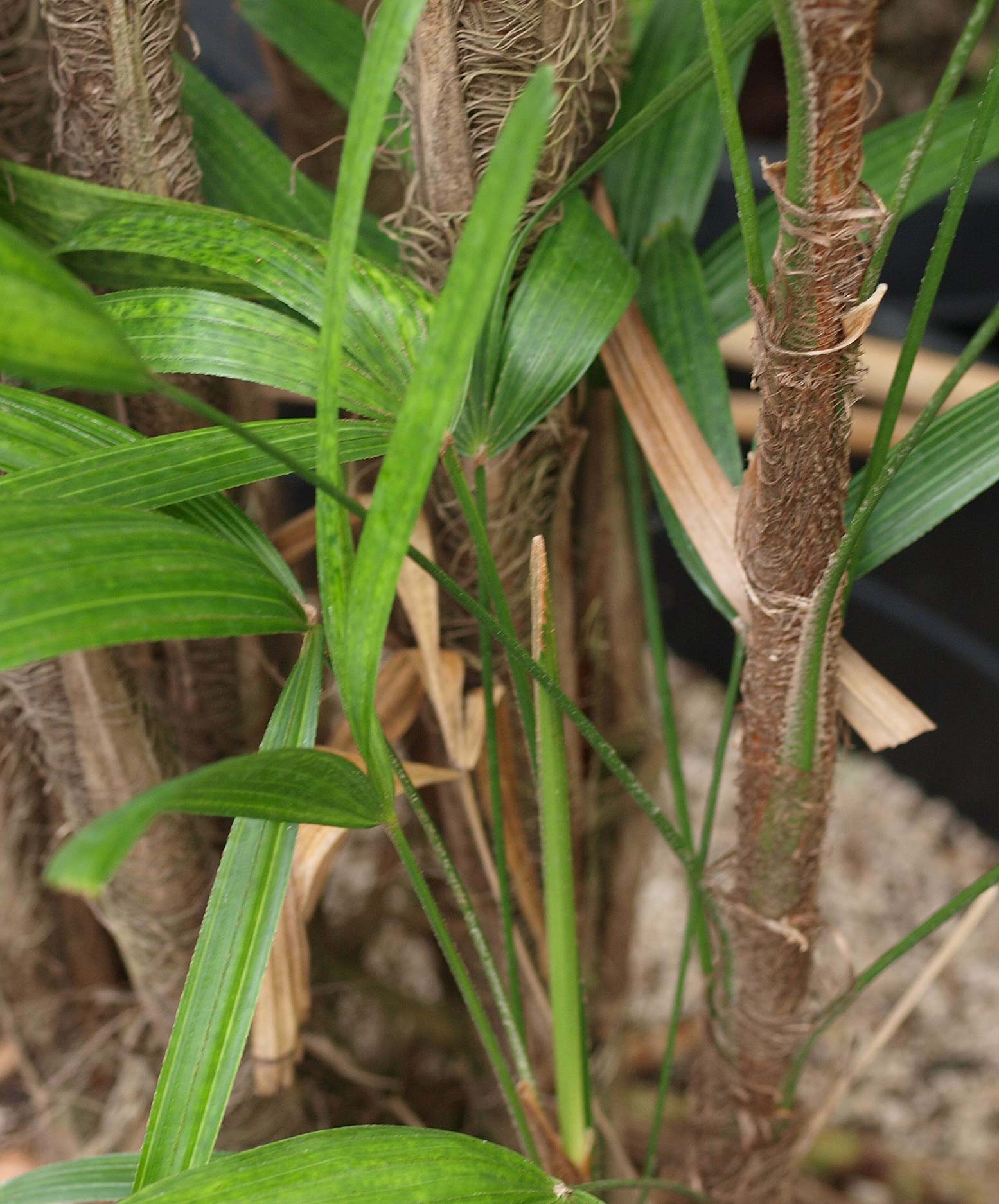   Rhapis excelsa  stems with fiber covering 