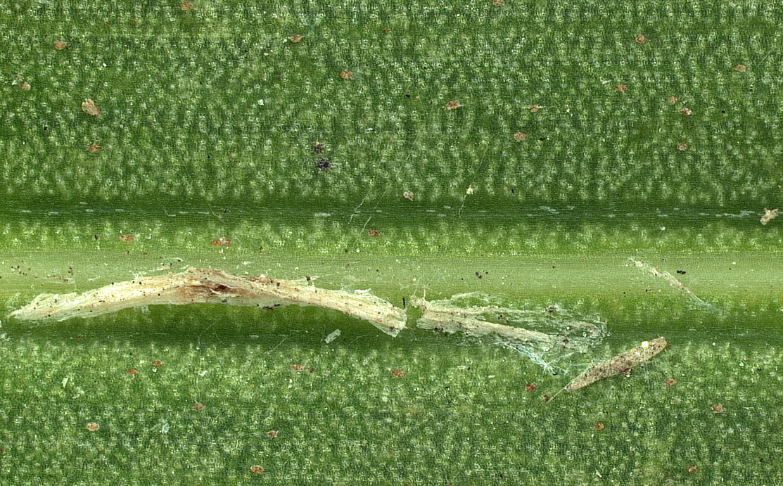   Roystonea regia  closer view of leaflet ramenta 