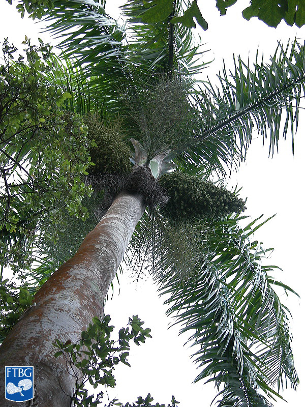  Roystonea borinquena.  Photograph courtesy of Fairchild Tropical Botanical Garden, Guide to Palms  http://palmguide.org/index.php  